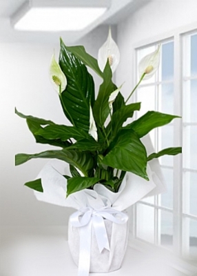 Spatifilyum barış çiçek