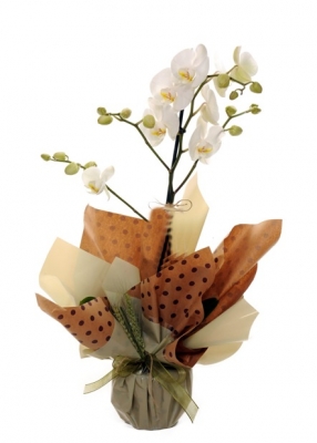Orkide-Beyaz tek dal-Gönder-Obg102