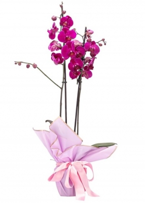 Gardenya-Orkide-Gönder