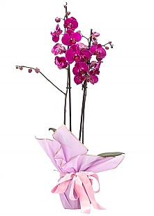 Çifdalı Mor Orkide