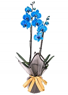 MAVİ ORKİDE 2 ADLI