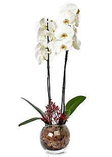 Orkide-Beyaz-Gönder-Obg309