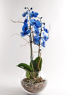 Büyüleyici Mavi Orkide Aranjmanı: Zarafetin ve Şıklığın Simgesi