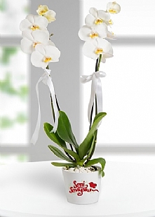 Orkide-Gönder-Obg301